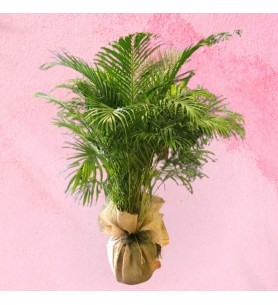 Areka (Dypsis Lutescens)